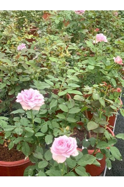 Роза кустовая Новалис – саженцы в горшках